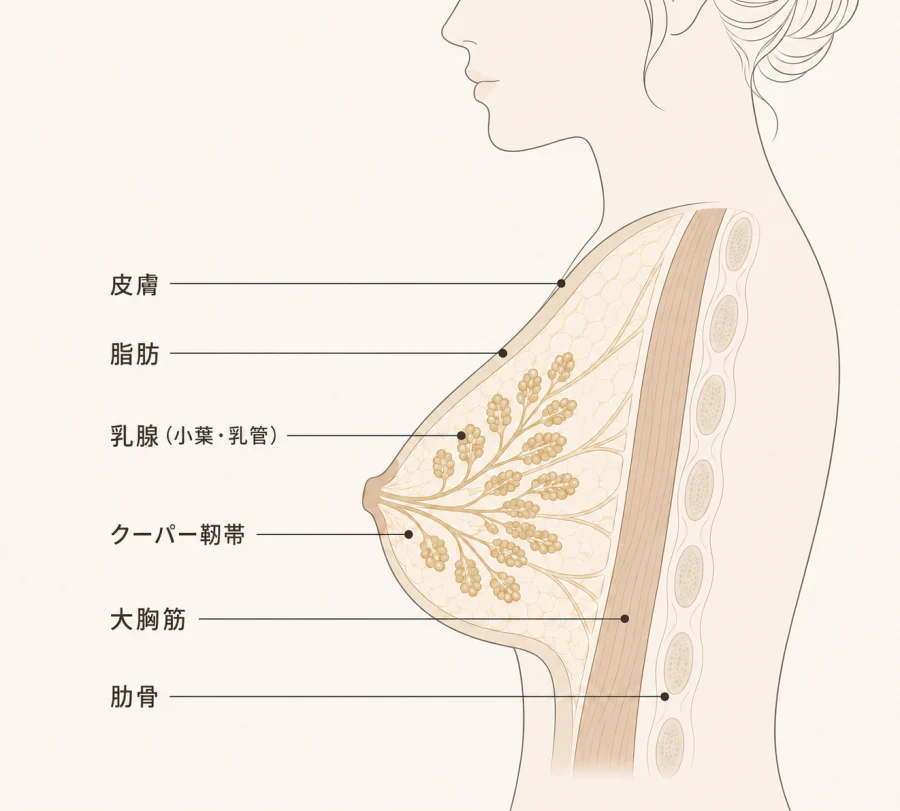 バストの断面図。皮膚・脂肪・乳腺（小葉・乳管）・クーパー靭帯・大胸筋・肋骨