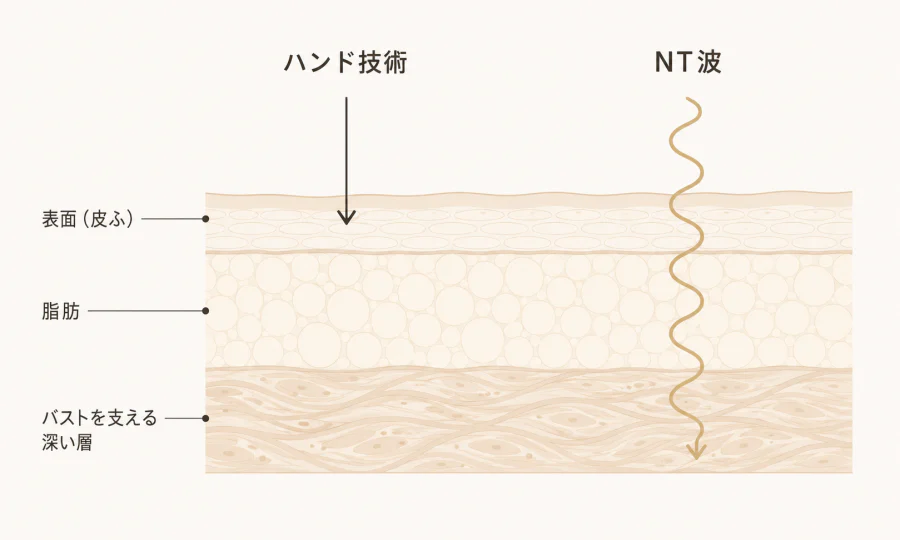 ハンド技術は表面まで、NT波はバストを支える深い層まで届くことを示した図